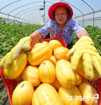 여름 제철 과일은 참외