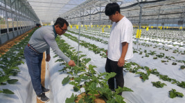 천혜의 기후환경 갖추 봉화 거베라, 명품 거베라 생산 최적지로 각광
