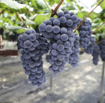 우리동네 자랑- 김천시(상)