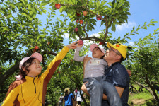 제10회 의성봉양자두체험행사 함께 해요