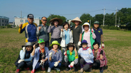 경산시 북부동 임당 공한지 메밀밭 조성