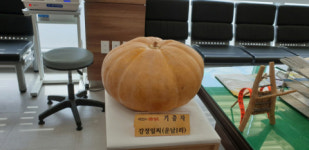 김천에서 대형호박 재배 눈길
