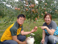 청송사과 은자농원…‘즐거운 마음’ 먹고 자란 나무…아이 뺨같이 탐스러운 사과 키워내죠