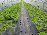 상추로 억대 수익 올려