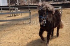 포니힐링농원…어린이 승마체험의 ‘선두주자’…새로운 경험 가득 ‘24시간이 모자라!’