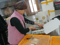 강소농 현장을 가다 (54) 울진 매매떡