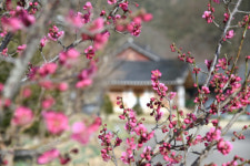 청송 달기약수탕, 봄의 전령사 홍매화 활짝