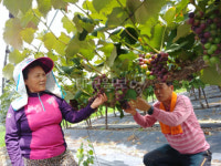 강소농 현장을 가다 (58) 칠곡 해라농장