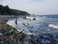 울진 풍락초 채취 한창