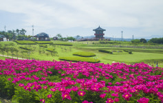 의성조문국사적지 작약꽃 구경오세요