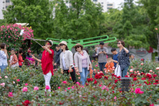 5월 장미 유튜브로 감상하세요…달서문화재단 ‘2020 장미꽃 필(Feel) 무렵’ 진행