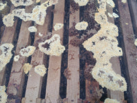 강소농 현장을 가다 (63) 군위 3대 꿀벌농원