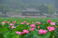 뚜벅뚜벅 대구·경북 한 바퀴 (2) 한 여름 밤의 청도