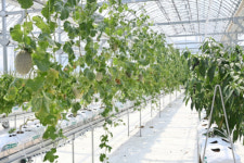 청송, ‘스마트팜’ 활용 지역 신소득 작목개발 박차