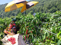 강소농 현장을 가다 (69) 영양 감천이네 동천농장