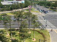 경산시 미세먼지 줄이기 주요 관문 소나무 식재 큰 호응