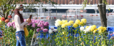 국화꽃 만개한 송해공원으로 오세요!