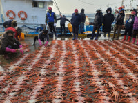 울진 죽변항이 ‘울진대게’ 위판으로 분주