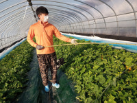 강소농 현장을 가다<81>태훈이네 성주꿀참외