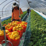 강소농 현장을 가다<81>태훈이네 성주꿀참외