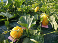 강소농 현장을 가다<81>태훈이네 성주꿀참외