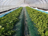 강소농 현장을 가다<81>태훈이네 성주꿀참외