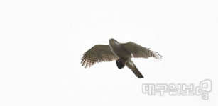 대구 연호지구 하늘엔 ‘참매’가 난다…조류전문가 카메라에 포착