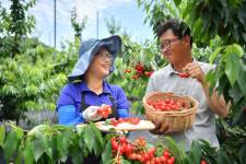 우리동네 명품일꾼<12>김희수 청도 하늘담은농원 대표