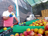 강소농 현장을 가다<91>혜영씨네농장