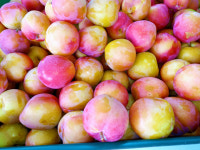 강소농 현장을 가다<91>혜영씨네농장