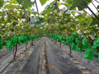 강소농 현장을 가다<93>송이송이농장