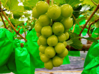 강소농 현장을 가다<93>송이송이농장