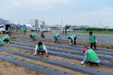 영천시새마을부녀회, ‘사랑의 배추’ 모종 심어