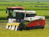 추석 맞이 햅쌀 판매…경주시농협쌀조합, 첫 벼 베기 나서