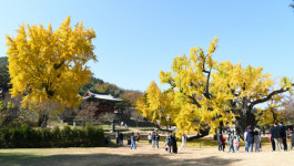 뚜벅뚜벅, 대구·경북 한바퀴<31>대구 달성군