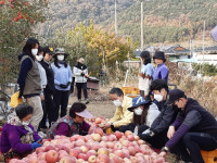 군위군 농업기술센터, 사과 수확 일손 돕기 나서