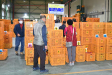 청송군농산물공판장 새해 3일 첫 경매 활기