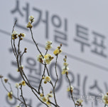 ‘매화대선’ 시작!