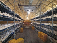 강소농 현장을 가다<106>새송이청암농장(송알송알산골이야기)