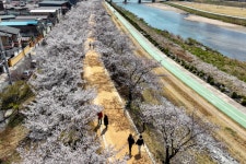 벚꽃 구경, 영주 서천 뚝방길과 원당천으로