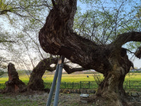 신라사람들 (9) 내물왕