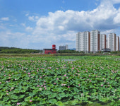 여린 바람결에 실려 날리는 연꽃들의 향기...