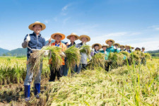 구미시 올해 첫 벼베기, 조생종 ‘해담벼’ 첫 수확