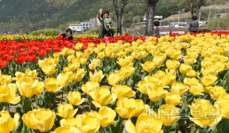 활짝 핀 송해공원 튤립