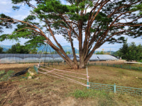 태풍 피해 입은 선산읍 독동 반송, 응급복구 마쳐, 뿌리 크게 다치지 않아 생육가능성 높아