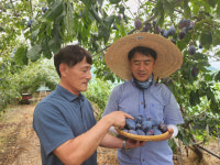 강소농 현장을 가다 (142)  김선생농장