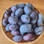 강소농 현장을 가다 (142)  김선생농장