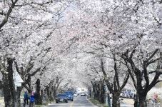 명품숲길로 선정된  달성군 송해공원