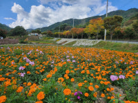 경산시 와촌면 대한리 꽃동산 가을꽃 만개 시선