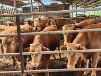 강소농 현장을 가다 (146)  한박농장